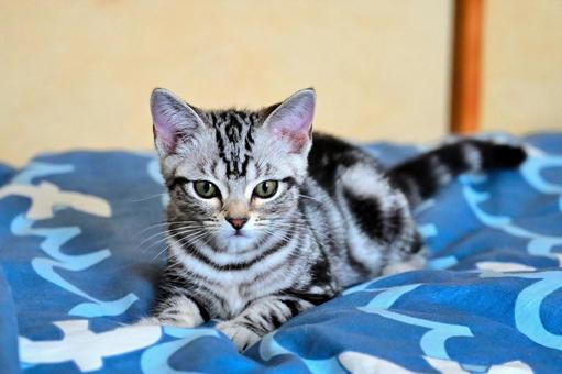 みつめる子猫 みつめる子猫 子猫,kitten,ねこの写真素材