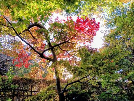 朝日が差し込む観音寺境内　秋　千葉県柏市 紅葉,朝日が差し込む,観音寺境内の写真素材