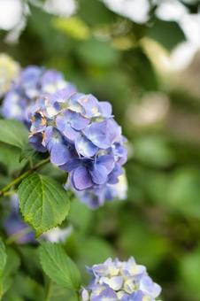 紫陽花 紫陽花の写真