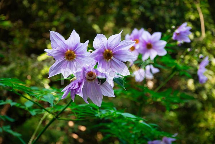 上品な皇帝ダリアの花 皇帝ダリア,ピンク,紫の写真素材