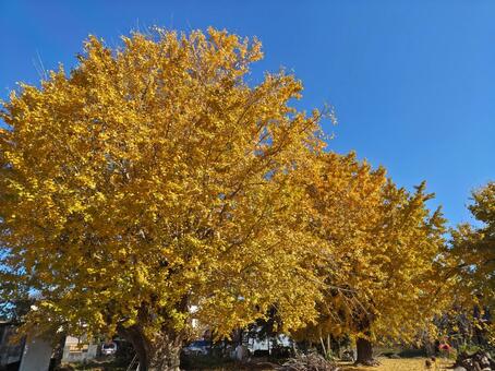 祖父江の銀杏４ イチョウ,秋,花の写真素材