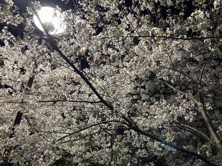 夜桜D 夜桜Dの写真