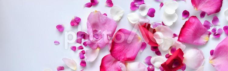 白背景にピンクと白の薔薇の花びらのフレーム、バラの花びらのヘッダー ばら,ピンク,フレームの写真素材