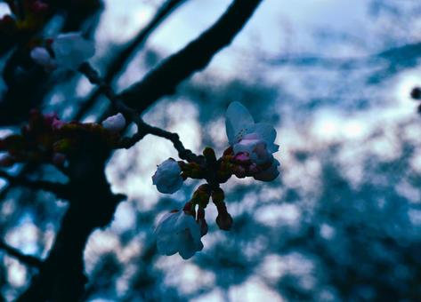 哀愁桜 哀愁桜の写真