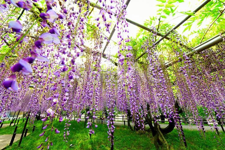 岡崎城公園のきれいな藤の花 藤,ふじ,花の写真素材