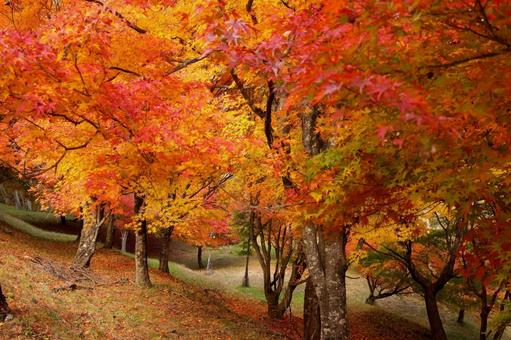 紅葉　長野県　もみじ湖 紅葉,長野県,箕輪町の写真素材