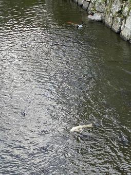 カモと鯉 カモの親子,錦鯉,大正三色の写真素材