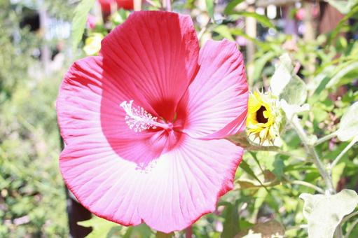 花 花の写真