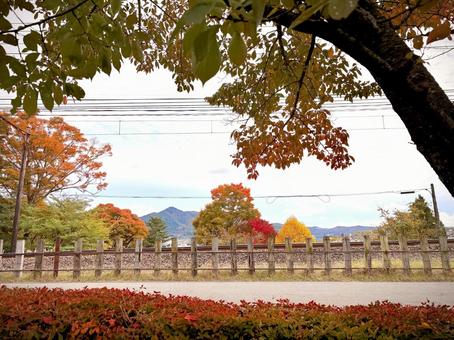 とある町の線路沿いの風景 03 秋,紅葉,木々の写真素材
