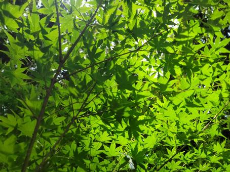 もみじ 紅葉 葉 もみじ 紅葉 葉 夏,テクスチャ,背景の写真素材