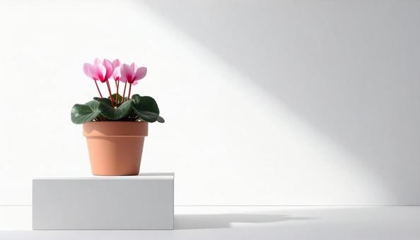 ミニマルな空間の鉢植えシクラメン ミニマルな空間の鉢植えシクラメンの写真