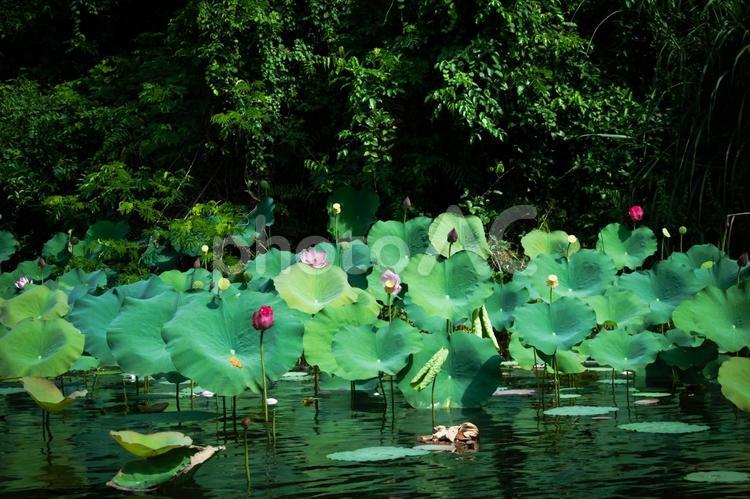 密林風景1 ミドリ,植物,緑の写真素材