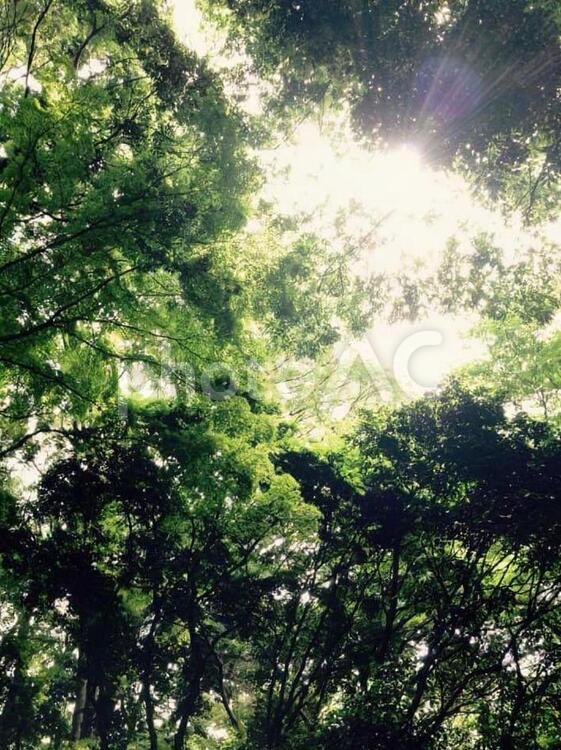 木漏れ日 木,葉,太陽光線の写真素材