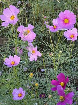 コスモス2 コスモス2 コスモス,ピンク,ホワイトの写真素材
