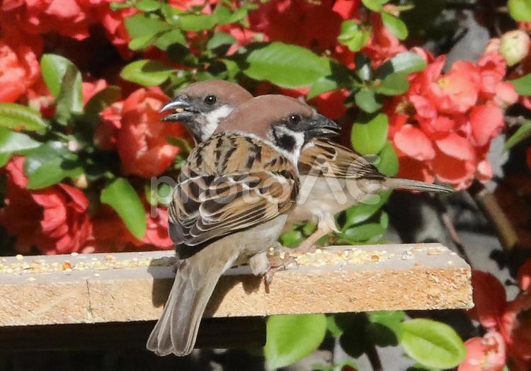 すずめ餌台の生態 動物,野鳥,小鳥の写真素材