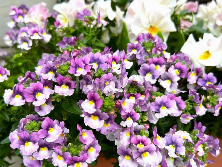 かわいいネメシア ネメシア,花,植物の写真素材