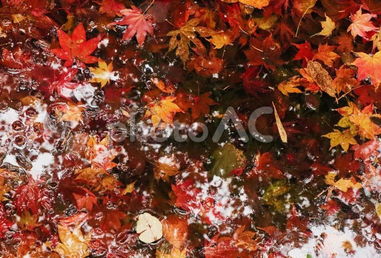 秋や紅葉のイメージ 秋,紅葉,もみじの写真素材