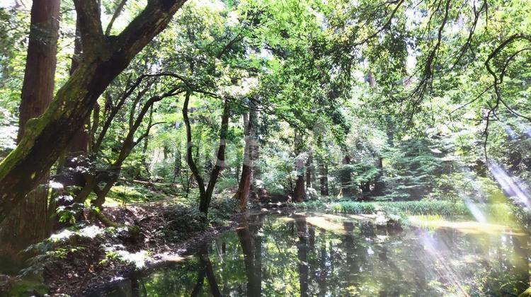 森林の中の沼地 緑,グリーン,沼の写真素材