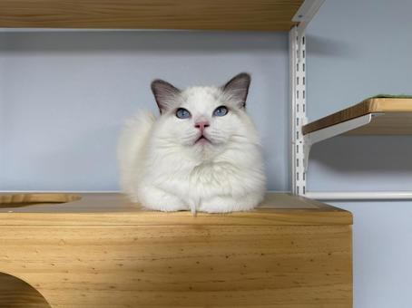 ラグドールの子猫 猫,ペット,かわいいの写真素材