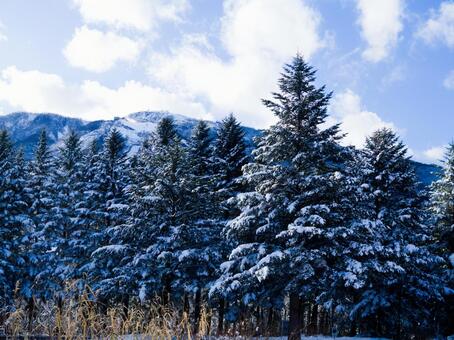 冬の静寂：白銀に染まる針葉樹林 雪,冬,景色の写真素材