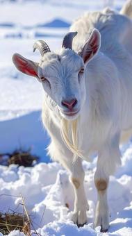 雪の中のヤギ 冬のイメージ 雪の中のヤギ 冬のイメージの写真