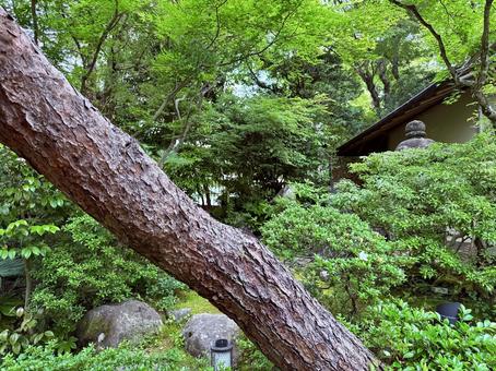 力強い日本庭園の木 力強い日本庭園の木 日本庭園,日本,京都の写真素材