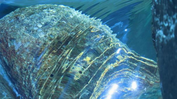 水面 水,水面,海の写真素材