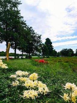 水元公園―小合溜付近に咲く白いヒガンバナ 水元公園―小合溜付近に咲く白いヒガンバナ ヒガンバナ,花,白の写真素材