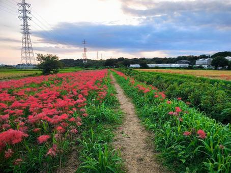 夕焼け空と彼岸花の咲く田園風景 彼岸花,ヒガンバナ,曼珠沙華の写真素材