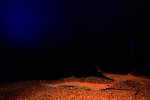 深海 深海 鮫,魚,さかなの写真素材