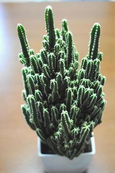Photo, cactus, cabbage, plants, 