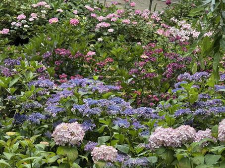 Photo, hydrangea, rainy season, white, 
