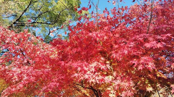 もみじ もみじ,紅葉,赤の写真素材