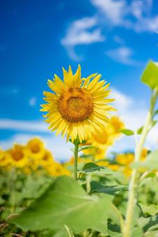 Sunflower 1, JPG