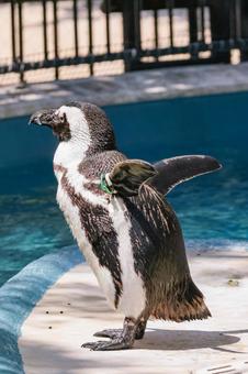 ケープペンギン ケープペンギン ケープペンギン,ペンギン,鳥の写真素材