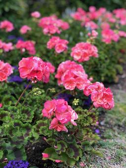 Photo, garden, flower, court, 