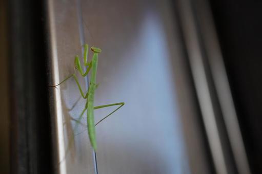 カマキリの赤ちゃんD カマキリの赤ちゃんDの写真