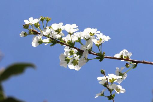 ユキヤナギ 花木,雪柳,白い花の集まりの写真素材