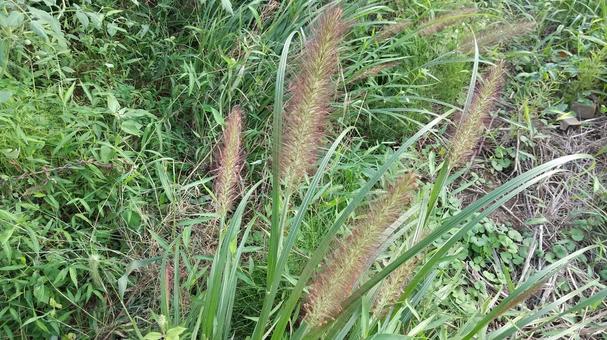 秋の草チカラシバ 秋の草チカラシバの写真