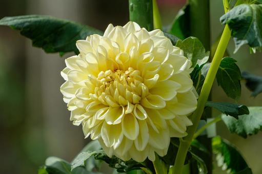 淡い黄色のダリアが咲く 淡い黄色のダリアが咲く ダリア,花,黄色の写真素材