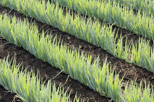 ネギ畑 ネギ,野菜,長ねぎの写真素材