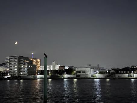 夜景 鳥 夜景 鳥の写真