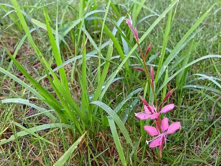 ガウラ ハクチョウソウ,白蝶草,アカバナ科の写真素材