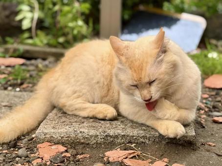 ノラ猫 シロ ノラ猫 シロの写真