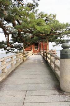 堅田の浮御堂 松越しに 堅田の浮御堂 松越しに 琵琶湖,堅田,堅田の浮御堂の写真素材