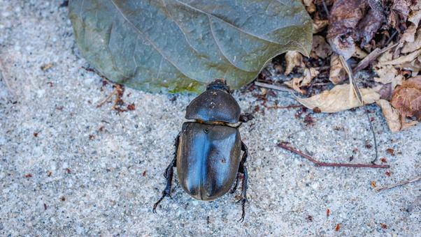 Photo, beetle, female, insect, 
