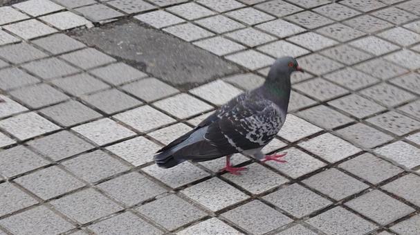 鳩 鳥,タイル,野外の写真素材