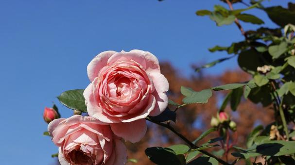 【花の写真】ばらの花 rose,植物,園芸の写真素材
