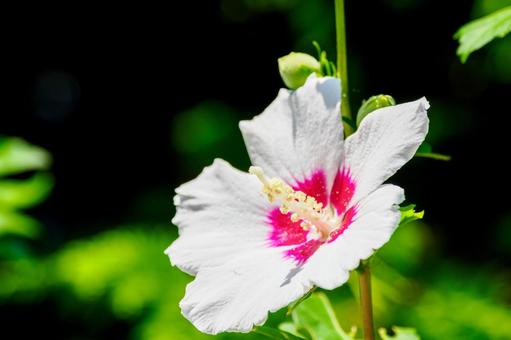 Rose of Sharon ⑼, JPG Rose of Sharon ⑼, JPG