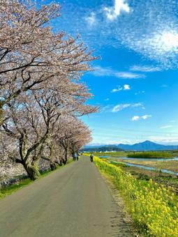 桜と菜の花 桜と菜の花 河川敷,桜,菜の花の写真素材
